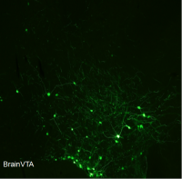 化学遗传抑制rAAV-nEF1a-fDIO-hM4D(Gi)-EGFP