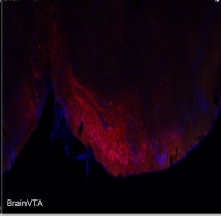 光遗传（光抑制、Cre依赖）rAAV-EF1α-DIO-eNpHR3.0-mCherry