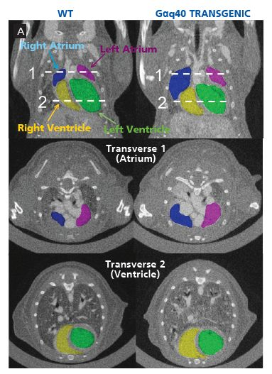 Micro-CT 用于心脏功能评估，为医疗技术进步助力