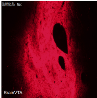 光遗传（光激活、Cre依赖）rAAV-EF1α-DIO-hChR2(H134R)-mCherry