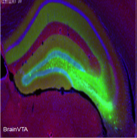 光遗传（光激活、Cre依赖）rAAV-EF1α-DIO-hChR2(H134R)-EYFP