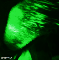 光遗传（光抑制、Cre依赖）rAAV-EF1α-DIO-eNpHR3.0-EYFP