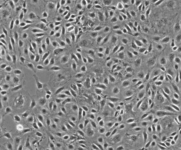 小鼠睾丸间质细胞，TM3
