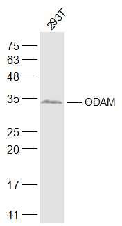 颌骨成釉细胞相关蛋白抗体