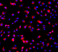 原代细胞/细胞株