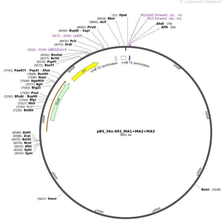 pENTR223-TMEM208人源基因模板质粒