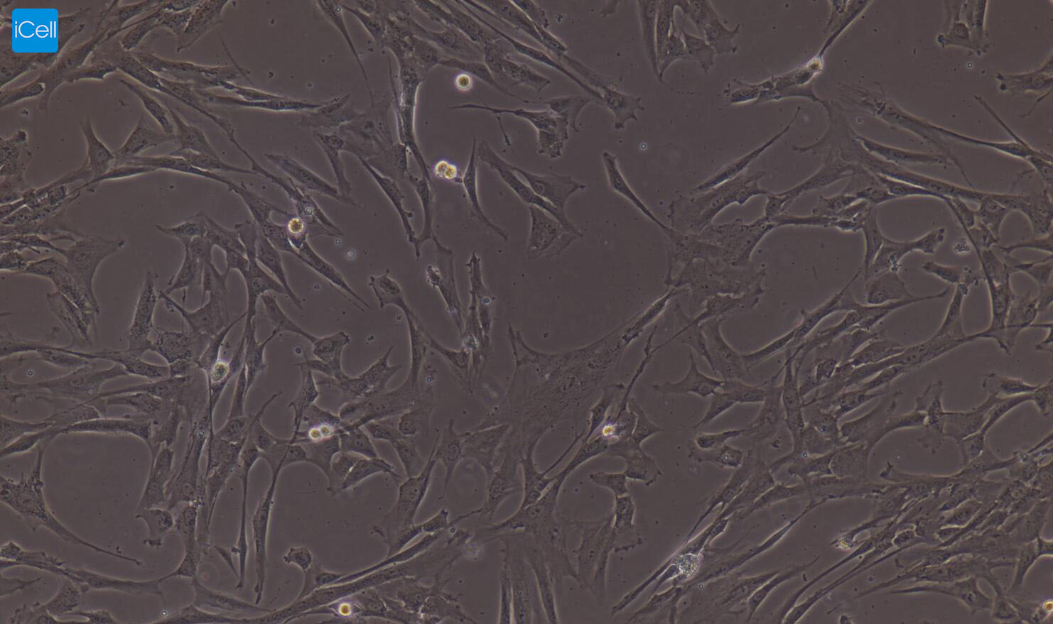 大鼠食管平滑肌细胞/免疫荧光鉴定/镜像绮点（Cellverse）