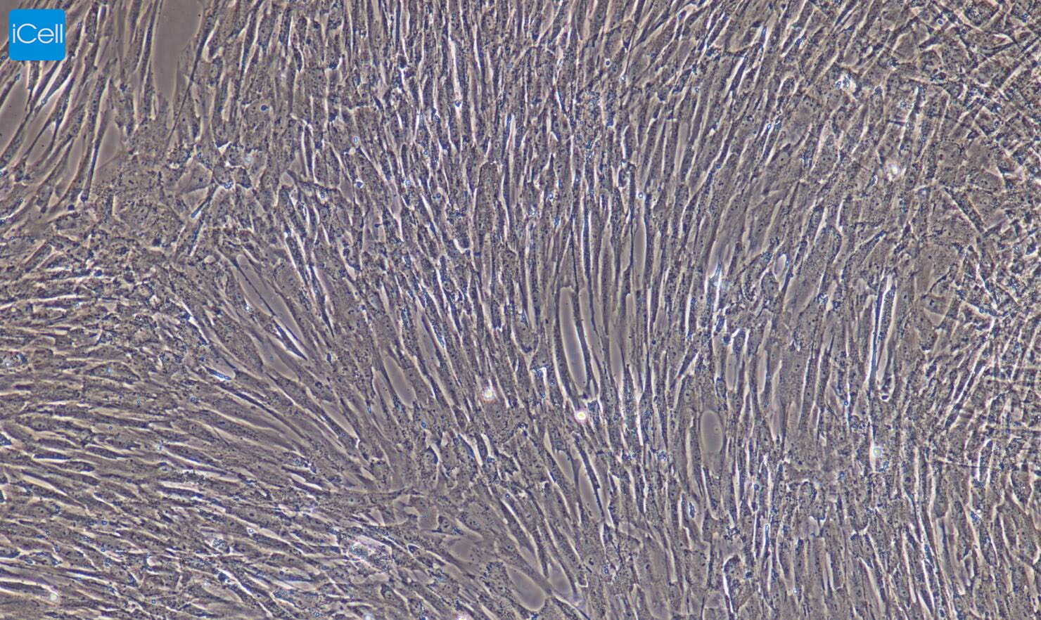 大鼠膀胱平滑肌细胞/免疫荧光鉴定/镜像绮点（Cellverse）