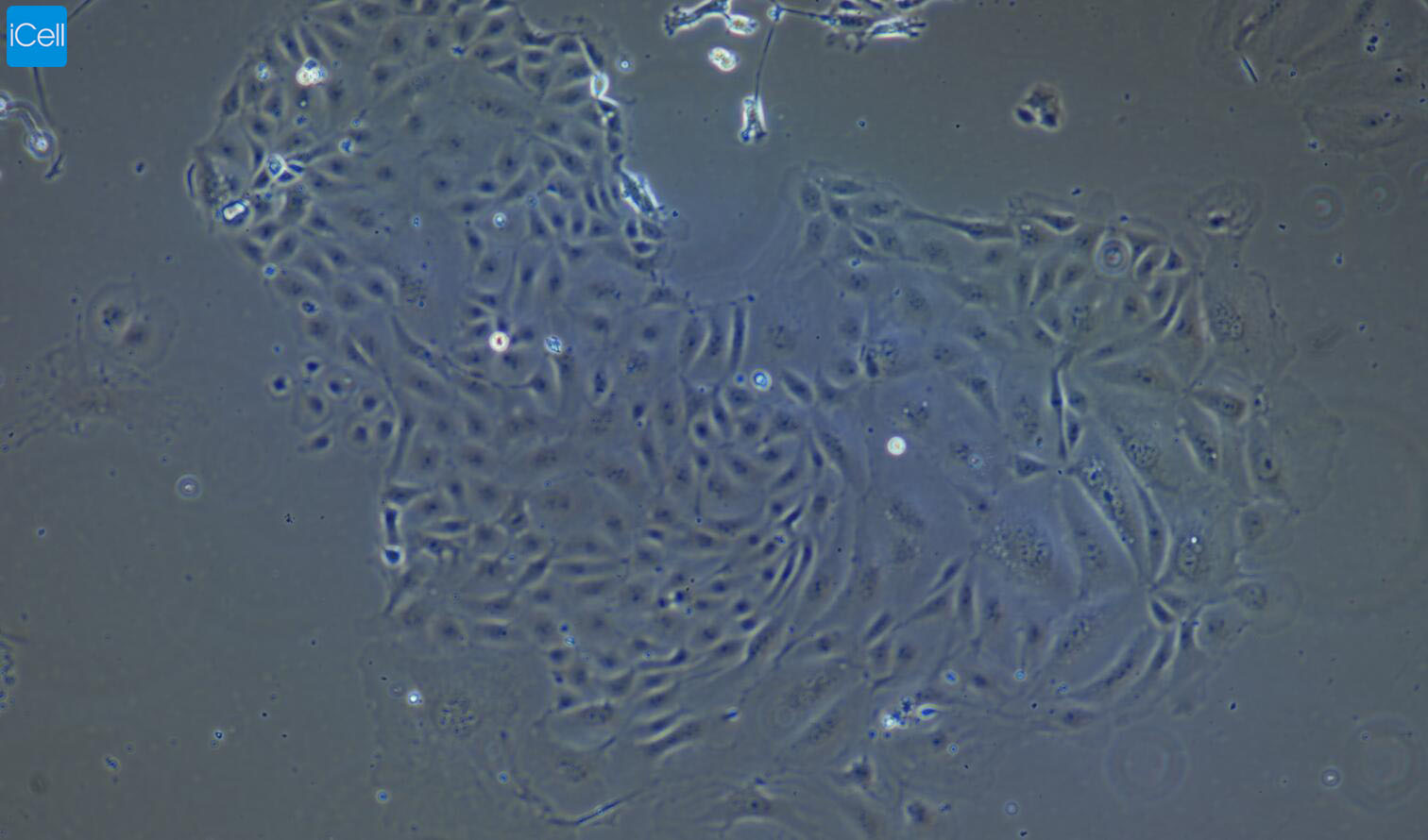 大鼠肝内胆管上皮细胞/免疫荧光鉴定/镜像绮点（Cellverse）