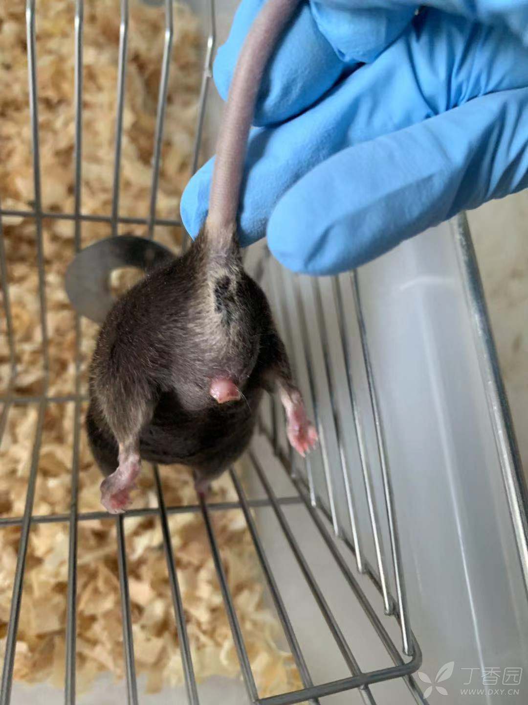小鼠生殖器肿胀 成年c57bl 6n雄性小鼠生殖器肿胀的原因 实验动物与组织学技术讨论版 丁香园论坛