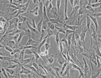 人非小细胞肺癌细胞,NCI-H1299