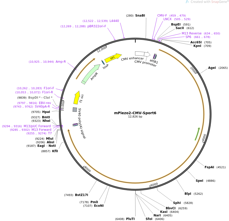 pECMV-Cdh3-m-FLAG小鼠基因质粒