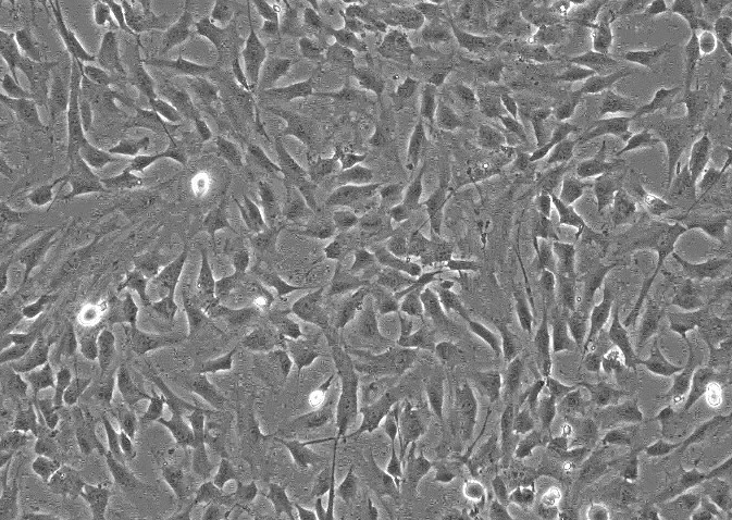 小鼠骨髓瘤细胞，SP2/0