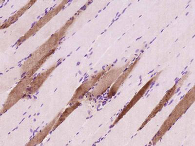 鼠抗肌红蛋白单克隆抗体