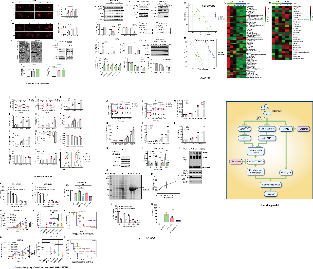 客户案例｜抑制泛素化修饰改变线粒体形态并重新编程癌细胞的能量代谢