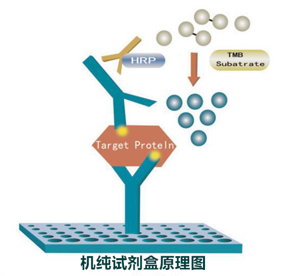 进口-人苗条素受体ELISA检测试剂盒