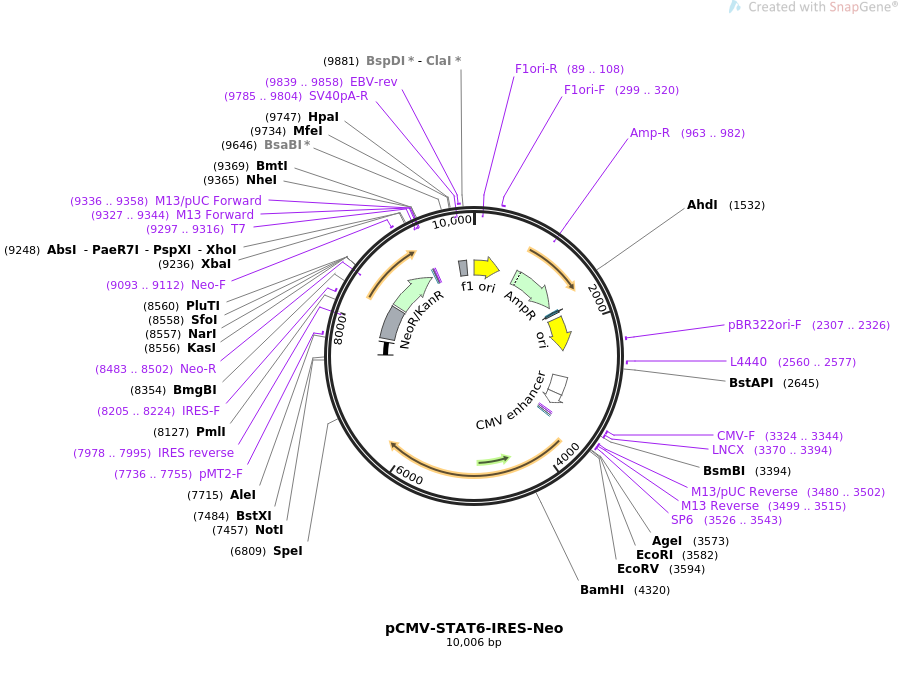 pCMV-SPORT6-GPS2人源基因模板质粒