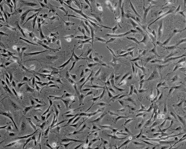大鼠胶质瘤细胞，C6