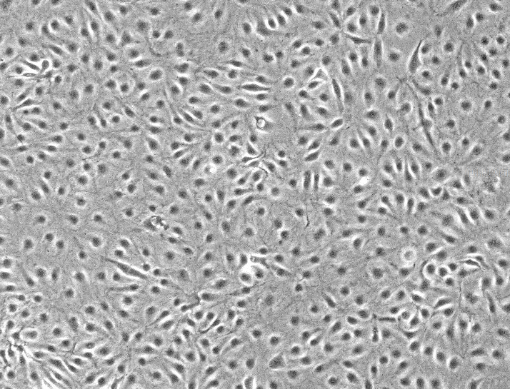 人急性髓细胞性白血病细胞，OCI-AML3