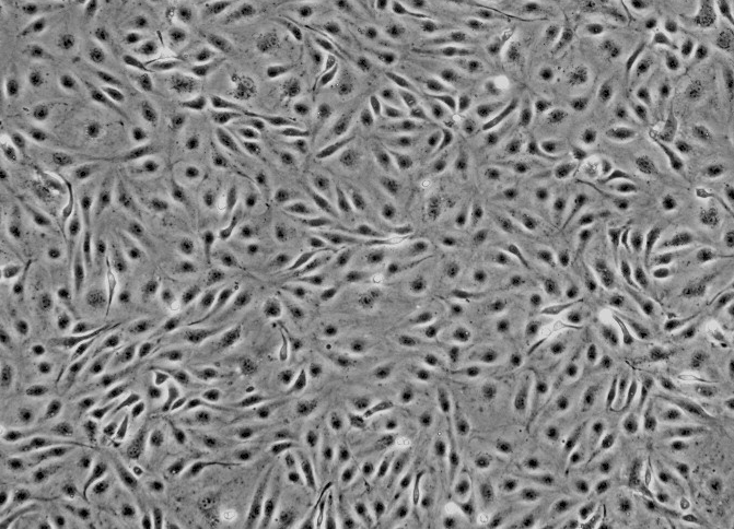 大鼠肝星形细胞，HSC-T6