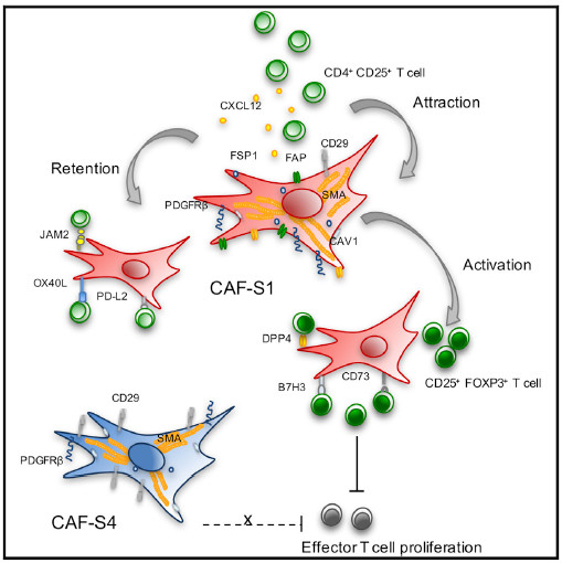 《Cancer Cell》热门解读：杀死肿瘤，可以这样做