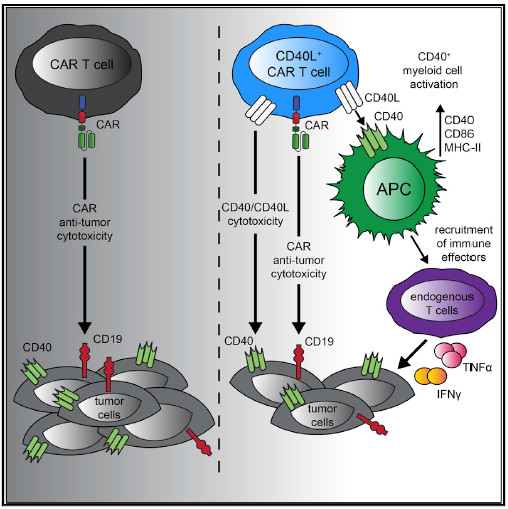 《Cancer Cell》热门解读：杀死肿瘤，可以这样做