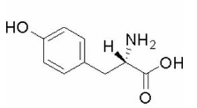 L-β-对羟基苯基丙氨酸