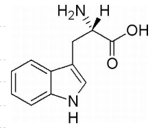 L-色氨基酸