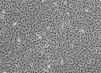 大鼠皮肤成纤维样细胞,RS1