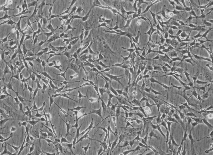 小鼠肾小管上皮细胞，TCMK-1