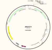 pKK232-8大肠pKK系列表达质粒