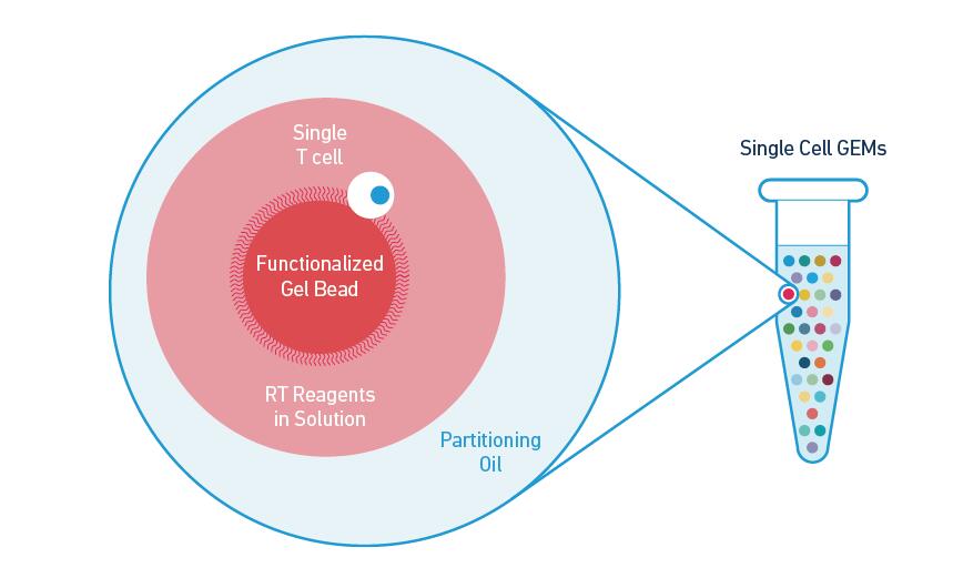 10x Genomics Chromium 系统