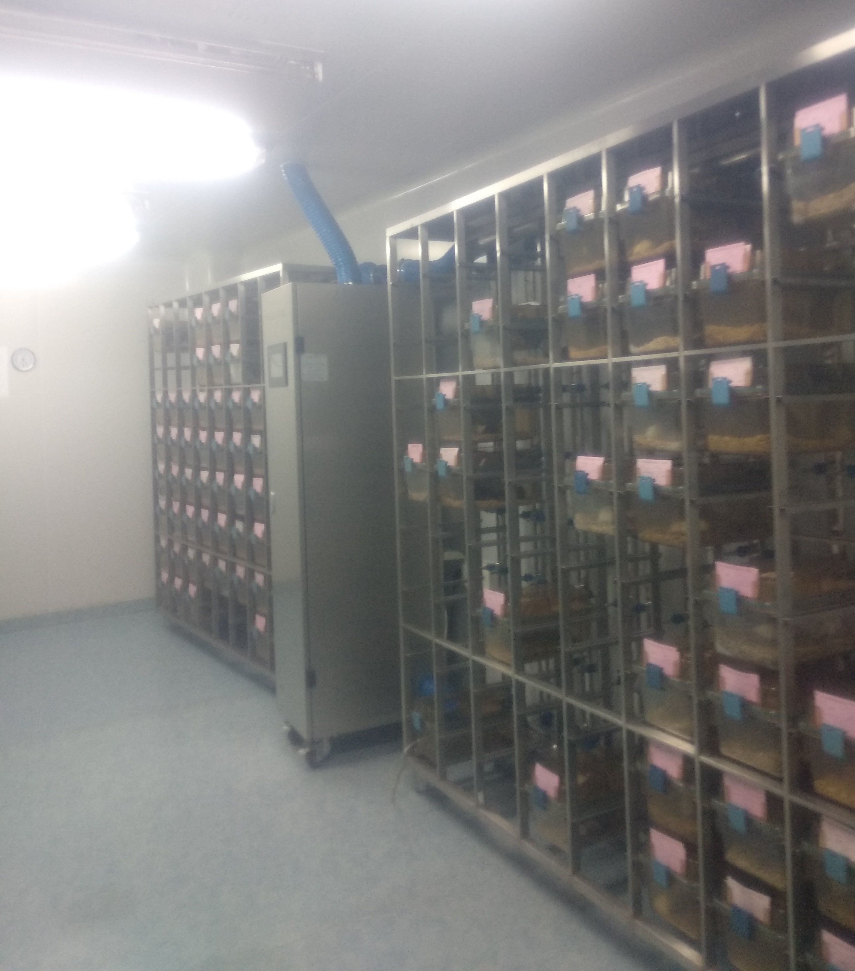 广州市天河区SPF级小鼠1500笼饲养与技术服务