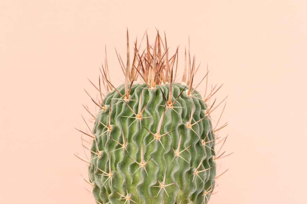 shutterstock_769708174.jpg
