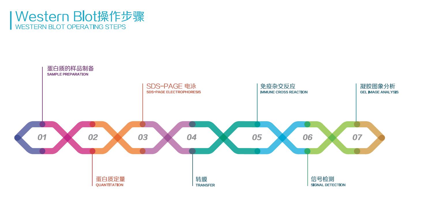 WB 样品制备干货