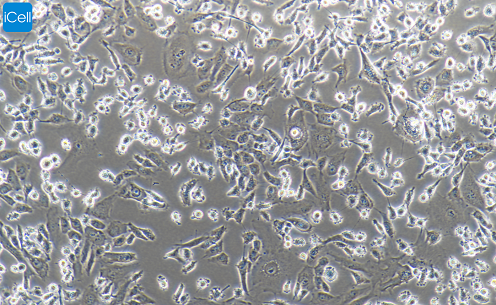 MDA-MB-231 人乳腺癌细胞/STR鉴定/镜像绮点（Cellverse）