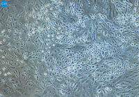 大鼠支气管平滑肌细胞/免疫荧光鉴定/镜像绮点生物