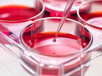 肺成纤维细胞/免疫荧光鉴定/镜像绮点（Cellverse）