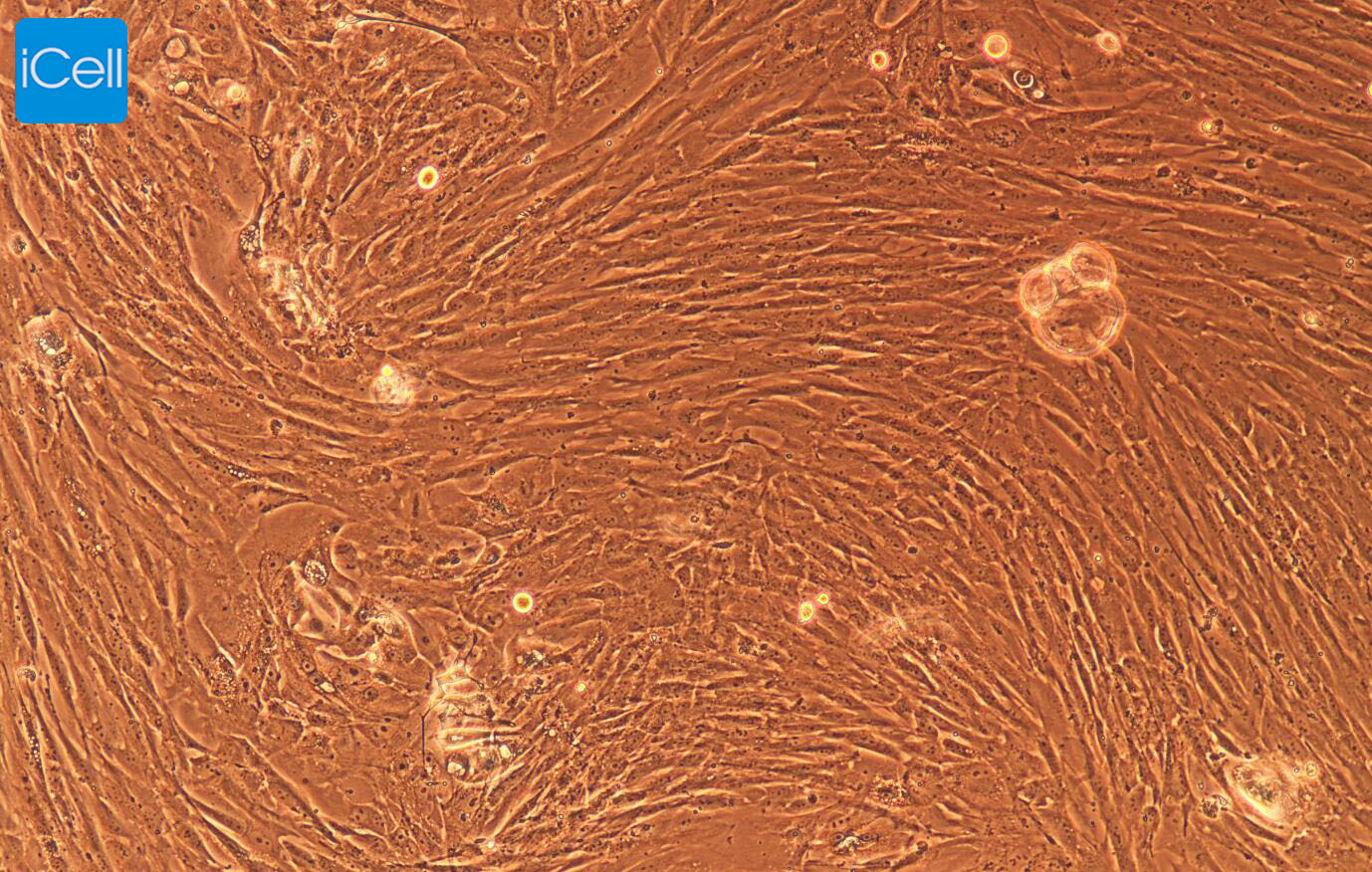 大鼠甲状腺成纤维细胞/免疫荧光鉴定/镜像绮点（Cellverse）