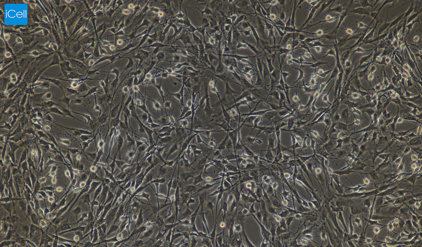 大鼠视网膜色素上皮细胞/免疫荧光鉴定/镜像绮点（Cellverse）