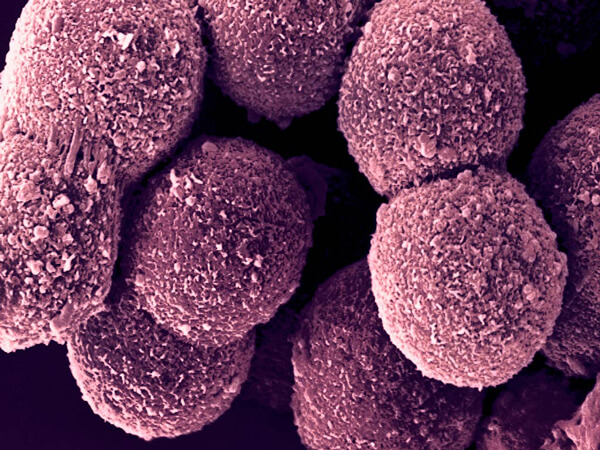 LONZA人原代肝细胞及培养基 Human Hepatocytes Media LONZA中国一级代理商北京泽平