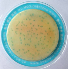 阪崎肠杆菌检测板