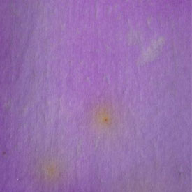 水质大肠菌群检验纸片