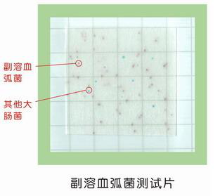 副溶血弧菌测试片