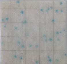 单增李斯特菌测试片