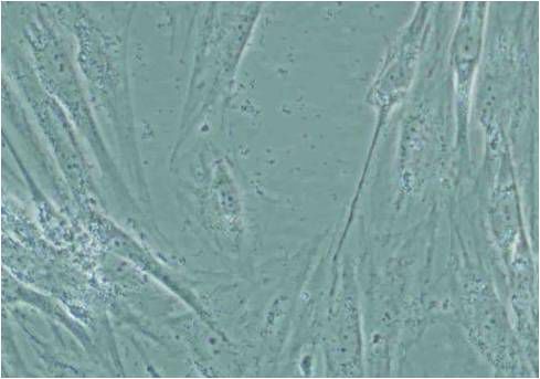 要开始培养细胞了！我们应该注意哪些事项？