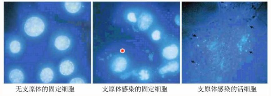 要开始培养细胞了！我们应该注意哪些事项？