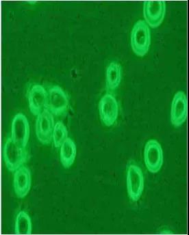 要开始培养细胞了！我们应该注意哪些事项？