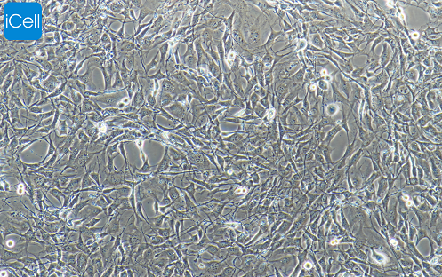 BALB/3T3 clone A31 小鼠胚胎成纤维细胞 种属鉴定