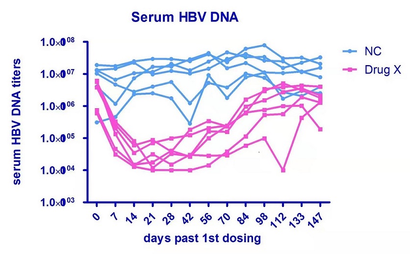 干货分享丨 HBV 动物模型解析
